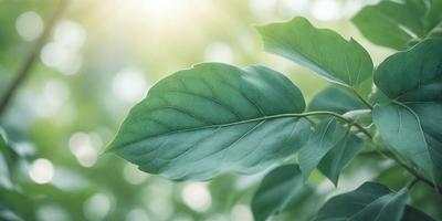 The primary subject of the image is a leaf, which is the main object, scene, or focus of the image. The leaf is green and is situated in a setting with a background of green leaves. The visual style of the image is a photo, capturing the natural beauty of the leaf. The colors and mood of the image are predominantly green, creating a serene and natural atmosphere.