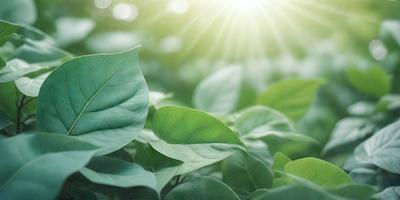 The primary subject of the image is a leaf, which is the main object, scene, or focus of the image. The leaf is situated in a green environment, surrounded by a field of green leaves. The visual style of the image is a photo, capturing the natural beauty of the leaf and its surroundings. The colors and mood of the image are predominantly green, creating a serene and peaceful atmosphere.