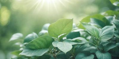 The primary subject of the image is a leafy green plant with a bright green leaf. The plant is growing in a lush green field, surrounded by other green plants. The visual style of the image is a photo, capturing the natural beauty of the plant and its environment. The colors and mood of the image are vibrant and serene, with the bright green leaf and the lush green field creating a sense of freshness and tranquility.