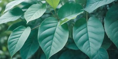 The image features a close-up of a leafy plant with green leaves. The plant is surrounded by a lush green environment, creating a serene and natural atmosphere. The visual style of the image is a photo, capturing the intricate details of the plant and its surroundings. The dominant colors in the image are green, which is prevalent in the leaves and the overall scene, and the lush green background that complements the plant.