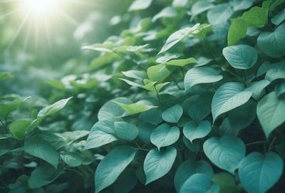The image features a lush green forest with a variety of plants and leaves. The primary subject is a close-up of a leafy plant, showcasing its intricate details. The setting is a forest environment, with the plants and leaves covering the ground. The visual style is a realistic representation of the natural world, capturing the beauty of the plants and leaves. The colors and mood of the image are predominantly green, creating a serene and peaceful atmosphere.