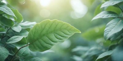 The primary subject of the image is a leaf, which is the main object, scene, or focus of the image. The leaf is green and appears to be growing in a sunny environment. The setting/background consists of a bright, sunny day, with the leaf being the main subject. The visual style of the image is a photo, capturing the natural beauty of the leaf in its surroundings. The colors and mood of the image are bright and lively, with the green leaf being the dominant color and the overall atmosphere