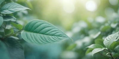The primary subject of the image is a leaf, which is the main object, scene, or focus of the image. The leaf is green and appears to be a leaf from a tree. The setting or background of the image is a green forest, with the leaf being the main point of interest. The visual style of the image is a photo, capturing the leaf in its natural environment. The colors and mood of the image are predominantly green, creating a serene and natural atmosphere.