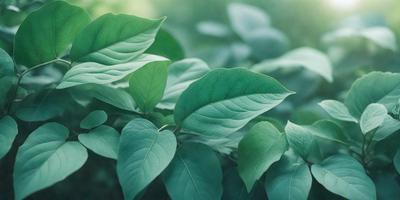 The primary subject of the image is a leafy green plant with large leaves. The plant is surrounded by a lush green environment, which adds to the overall atmosphere of the image. The visual style of the image is a close-up of the plant, showcasing its details and texture. The colors in the image are predominantly green, which creates a calm and serene mood.