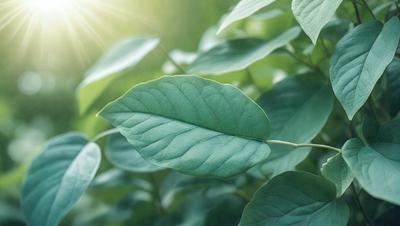 The primary subject of the image is a leaf, which is the main object, scene, or focus of the image. The leaf is green and is situated in a setting with a background of green leaves. The visual style of the image is a photo, capturing the natural beauty of the leaf. The colors and mood of the image are predominantly green, creating a serene and natural atmosphere.