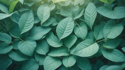 The primary subject of the image is a large group of green leaves, which are the main objects in the scene. The leaves are arranged in a dense, leafy pattern, creating a lush and vibrant atmosphere. The setting is a green field, which serves as the backdrop for the leaves. The visual style of the image is a close-up of the leaves, showcasing their intricate details and textures. The colors in the image are predominantly green, which adds to the natural and serene mood of