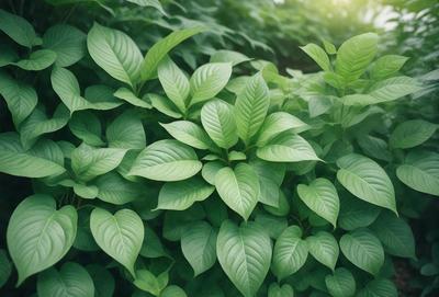 The primary subject of the image is a large green plant with many leaves. The plant is surrounded by a lush green forest, creating a serene and natural atmosphere. The visual style of the image is a photo, capturing the beauty of the plant and its environment. The dominant colors in the image are green, which is prevalent in the plant and the forest, and the overall mood is one of tranquility and harmony with nature.