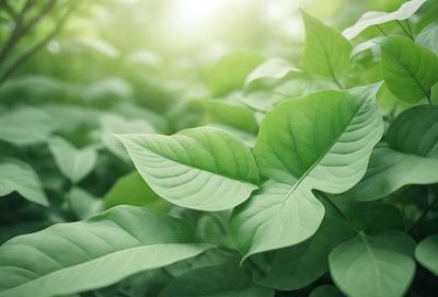 The primary subject of the image is a leaf, which is the main object, scene, or focus of the image. The leaf is green and is surrounded by a lush green environment, indicating a healthy and thriving plant. The visual style of the image is a photo, capturing the natural beauty of the leaf in its natural setting. The colors and mood of the image are predominantly green, creating a serene and calming atmosphere.