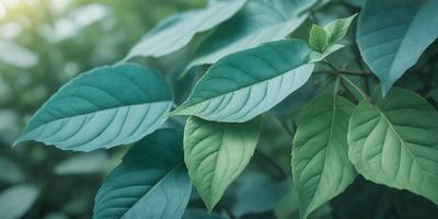 The primary subject of the image is a leafy green plant with large leaves. The plant is situated in a lush green environment, surrounded by other plants. The visual style of the image is a close-up of the plant, showcasing its details and texture. The colors and mood of the image are predominantly green, creating a serene and natural atmosphere.
