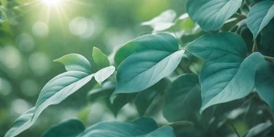 The primary subject of the image is a leafy green plant with large leaves. The plant is situated in a lush green environment, surrounded by other plants. The visual style of the image is a photo, capturing the natural beauty of the plant. The colors and mood of the image are predominantly green, creating a serene and peaceful atmosphere.