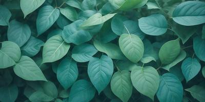 The image features a lush green forest filled with green leaves. The leaves are large and abundant, covering the entire scene. The forest appears to be a dense, thriving environment, with the leaves providing a sense of tranquility and natural beauty. The visual style of the image is a close-up of the leaves, showcasing their intricate details and textures. The colors and mood of the image are predominantly green, creating a serene and peaceful atmosphere.