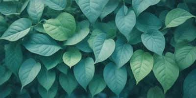The primary subject of the image is a large green leafy plant with many leaves. The plant is surrounded by a lush green environment, creating a serene and natural atmosphere. The visual style of the image is a close-up of the plant, showcasing its intricate details. The dominant colors in the image are green, which is prevalent in the plant's leaves, and the overall mood is one of tranquility and harmony with nature.