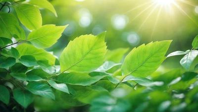 The primary subject of the image is a leaf, which is the main object, scene, or focus of the image. The leaf is green and is surrounded by a lush green environment. The visual style of the image is a photo, capturing the leaf in its natural setting. The colors and mood of the image are dominated by the vibrant green hues, creating a serene and natural atmosphere.