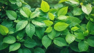 The primary subject of the image is a group of green leaves, which are the main objects in the scene. The leaves are arranged in a dense cluster, creating a lush and vibrant visual effect. The setting is a forest, with the leaves growing on trees and filling the background. The visual style of the image is a close-up of the leaves, emphasizing their texture and details. The dominant colors in the image are green, which is the color of the leaves, and the overall atmosphere is one of freshness and natural beauty