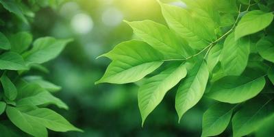 The primary subject of the image is a leaf, which is the main object, scene, or focus of the image. The leaf is green and is situated in a lush green environment, which serves as the setting or background. The visual style of the image is a photo, capturing the leaf in its natural surroundings. The colors and mood of the image are predominantly green, creating a serene and natural atmosphere.