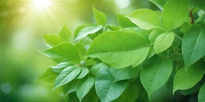 The primary subject of the image is a close-up of a leafy green plant. The plant is surrounded by a bright green background, which adds to the overall atmosphere of the image. The visual style of the image is a photo, capturing the intricate details of the plant. The colors and mood of the image are predominantly green, creating a sense of freshness and natural beauty.