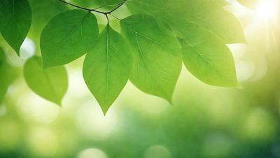 The primary subject of the image is a leaf, which is the main object, scene, or focus of the image. The leaf is green and appears to be a part of a tree. The setting/background consists of a green environment, with the leaf being the main subject. The visual style of the image is a photo, capturing the leaf in its natural surroundings. The colors and mood of the image are predominantly green, creating a calm and serene atmosphere.