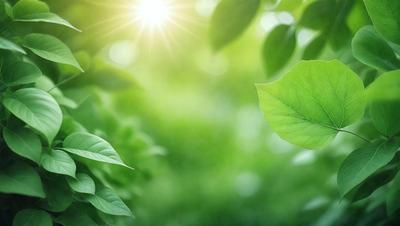 The primary subject of the image is a leaf, which is the main object, scene, or focus of the image. The leaf is situated in a green, grassy field, which serves as the setting or background. The visual style of the image is a photo, capturing the leaf in its natural environment. The colors and mood of the image are predominantly green, creating a serene and natural atmosphere.