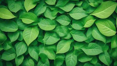 The image features a large, lush green plant with many leaves. The plant is the primary subject, and it is surrounded by a vibrant green background. The visual style of the image is a close-up of the plant, showcasing its intricate details. The colors and mood of the image are predominantly green, creating a serene and natural atmosphere.
