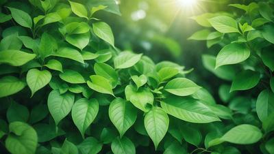 The image features a lush green forest with a variety of green leaves and plants. The primary subject is a close-up of a leafy plant, showcasing its vibrant green color. The setting is a natural environment, with the plants and leaves spread across the scene. The visual style is a realistic representation of the forest, capturing the beauty of the plants and leaves. The colors and mood of the image are predominantly green, creating a serene and peaceful atmosphere.