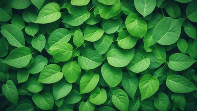 The primary subject of the image is a large group of green leaves, which are the main objects in the scene. The leaves are arranged in a dense, leafy pattern, creating a lush and vibrant visual style. The setting is a green background, which complements the green leaves and adds to the overall atmosphere of the image. The colors and mood of the image are predominantly green, giving it a fresh and natural feel.