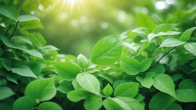 The image features a lush green forest with a variety of green leaves and plants. The primary subject is a close-up of a leaf, which is surrounded by other leaves and plants. The setting is a forest environment, and the visual style is a photo. The colors and mood of the image are predominantly green, creating a serene and natural atmosphere.