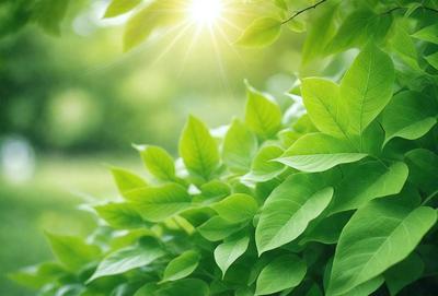 The primary subject of the image is a close-up of a leafy green plant with bright sunlight shining through it. The plant is surrounded by a lush green environment, and the sunlight creates a warm and inviting atmosphere. The visual style of the image is a photo, capturing the natural beauty of the plant and its surroundings. The colors and mood of the image are predominantly green, with the bright sunlight adding a touch of warmth and vibrancy to the scene.