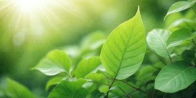 The primary subject of the image is a leaf, which is the main object, scene, or focus of the image. The leaf is green and is situated in a lush green environment, surrounded by other green leaves. The visual style of the image is a photo, capturing the natural beauty of the leaf in its natural setting. The colors and mood of the image are predominantly green, creating a serene and peaceful atmosphere.