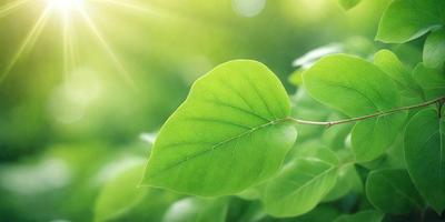 The primary subject of the image is a green leaf, which is the main object, scene, or focus of the image. The leaf is situated in a lush green environment, surrounded by other green leaves. The visual style of the image is a photo, capturing the natural beauty of the leaf in its natural setting. The colors and mood of the image are predominantly green, creating a serene and peaceful atmosphere.