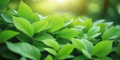 The image features a lush green field with a variety of green leaves. The leaves are scattered throughout the field, creating a vibrant and natural scene. The primary subject of the image is the abundance of green leaves, which are the main focus of the image. The setting is an outdoor environment, with the leaves being the main subject and the background being the green field. The visual style of the image is a close-up of the green leaves, showcasing their intricate details and textures. The colors and mood