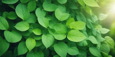 The image features a lush green plant with large leaves, possibly a tree or a bush. The plant is the primary subject, and it is set against a backdrop of a bright green background. The visual style of the image is a close-up of the plant, showcasing its details and texture. The colors and mood of the image are predominantly green, creating a serene and natural atmosphere.