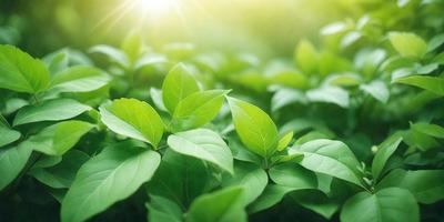 The primary subject of the image is a close-up of a leafy plant with green leaves. The setting is a lush green field, and the visual style is a photo. The colors in the image are predominantly green, creating a calm and serene atmosphere.