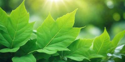 The primary subject of the image is a green leaf, which is the main object, scene, or focus of the image. The leaf is set against a backdrop of a bright, sunny day, creating a warm and inviting atmosphere. The visual style of the image is a photo, capturing the natural beauty of the leaf in its environment. The colors and mood of the image are predominantly green, with the bright sunlight adding a touch of warmth and vibrancy to the scene.
