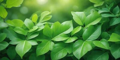 The image features a lush green forest with a variety of green leaves. The leaves are scattered throughout the scene, creating a dense and vibrant atmosphere. The primary subject of the image is the abundance of green leaves, which are the main focus of the scene. The setting is a natural environment, with the leaves being the primary visual element. The visual style of the image is a close-up of the green leaves, showcasing their intricate details and textures. The colors and mood of the image are predominantly