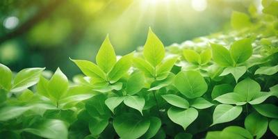 The primary subject of the image is a close-up of green leaves, possibly from a plant or a tree. The leaves are arranged in a pattern, creating a visually appealing scene. The setting is outdoors, with the leaves placed on a grassy surface. The visual style of the image is a close-up, which emphasizes the details of the leaves. The colors in the image are predominantly green, which gives the scene a natural and serene atmosphere.