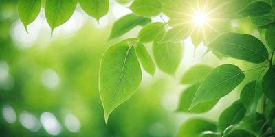 The primary subject of the image is a leaf, which is the main object, scene, or focus of the image. The leaf is green and is situated in a setting with a background of green leaves. The visual style of the image is a photo, capturing the natural beauty of the leaf in its environment. The colors and mood of the image are predominantly green, creating a serene and natural atmosphere.