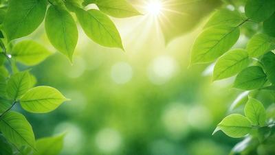 The primary subject of the image is a leafy green plant with sunlight shining through it. The plant is surrounded by a lush green field, creating a serene and natural atmosphere. The visual style of the image is a photo, capturing the beauty of the plant and its surroundings. The colors and mood of the image are predominantly green, with the sunlight adding a warm and inviting touch to the scene.