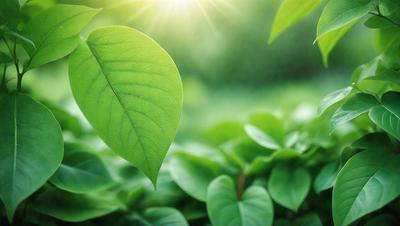 The primary subject of the image is a leaf, which is the main object, scene, or focus of the image. The leaf is green and is situated in a lush green environment, surrounded by other green leaves. The visual style of the image is a photo, capturing the natural beauty of the leaf and its surroundings. The colors and mood of the image are predominantly green, creating a serene and peaceful atmosphere.