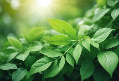 The primary subject of the image is a leaf, which is the main object, scene, or focus of the image. The leaf is green and is situated in a setting with a background of green leaves. The visual style of the image is a photo, capturing the natural beauty of the leaf in its environment. The colors and mood of the image are predominantly green, creating a serene and natural atmosphere.
