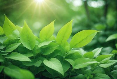 The primary subject of the image is a group of green leaves, which are the main objects in the scene. The leaves are situated in a lush green forest, creating a serene and natural setting. The visual style of the image is a photo, capturing the beauty of the leaves in their natural environment. The dominant colors in the image are green, which creates a calm and soothing atmosphere.