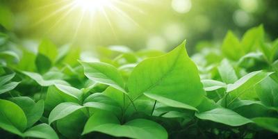 The primary subject of the image is a green leaf, which is the main object, scene, or focus of the image. The setting/background consists of a lush green field, and the visual style is a photo. The colors and mood of the image are predominantly green, creating a serene and natural atmosphere.
