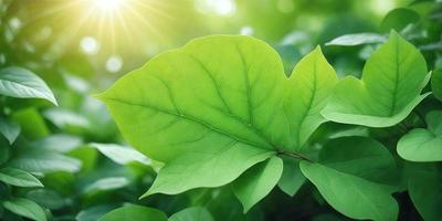 The primary subject of the image is a large green leaf, which is the main focus of the scene. The leaf is situated in a lush green environment, surrounded by other green leaves. The visual style of the image is a photo, capturing the natural beauty of the leaf and its surroundings. The dominant colors in the image are green, which creates a serene and calming atmosphere.