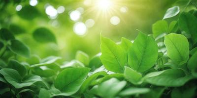 The primary subject of the image is a leaf, which is the main object, scene, or focus of the image. The leaf is green and is surrounded by a lush green environment. The visual style of the image is a photo, capturing the leaf in its natural setting. The colors and mood of the image are dominated by the vibrant green hues, creating a serene and natural atmosphere.