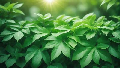 The primary subject of the image is a lush green plant with large leaves, which is the main focus of the image. The plant is situated in a setting with a bright sunny day, creating a warm and inviting atmosphere. The visual style of the image is a photo, capturing the natural beauty of the plant in its environment. The colors and mood of the image are predominantly green, with the bright sunlight adding a touch of warmth and vibrancy to the scene.