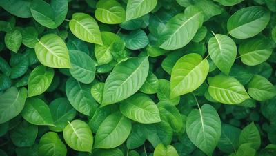 The primary subject of the image is a dense, lush green forest filled with green leaves. The setting is a natural environment, with the leaves covering the ground and surrounding the viewer. The visual style is a close-up of the leaves, showcasing their vibrant green color and intricate patterns. The overall atmosphere is serene and peaceful, as the viewer is immersed in the beauty of nature.