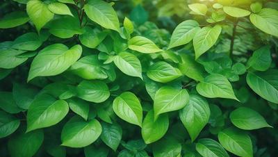 The primary subject of the image is a large green plant with many leaves. The plant is surrounded by a lush green environment, which adds to the overall atmosphere of the scene. The visual style of the image is a close-up of the plant, showcasing its intricate details. The colors in the image are predominantly green, which creates a serene and natural mood.