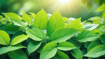 The image features a lush green field with a variety of green leaves scattered throughout the scene. The leaves are of different sizes and shapes, creating a diverse and vibrant display. The primary subject of the image is the abundance of green leaves, which are the main focus of the scene. The setting is an outdoor environment, with the leaves growing on a grassy surface. The visual style of the image is a natural, realistic representation of the green leaves in their natural habitat. The colors and mood of the image are pre