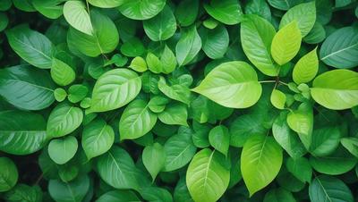 The image features a lush green forest filled with green leaves. The leaves are large and abundant, covering the entire scene. The forest appears to be a dense, thriving environment, with the leaves providing a sense of tranquility and natural beauty. The visual style of the image is a close-up of the leaves, showcasing their intricate details and textures. The colors and mood of the image are predominantly green, creating a serene and peaceful atmosphere.