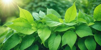 The primary subject of the image is a group of green leaves, which are the main objects in the scene. The leaves are arranged in a dense, leafy pattern, creating a lush and vibrant visual style. The setting is a natural environment, with the leaves growing on a tree or bush. The colors and mood of the image are predominantly green, which gives it a fresh and serene atmosphere.