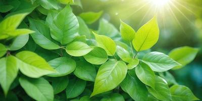 The image features a lush green plant with large leaves, possibly a tree or a bush. The plant is situated in a bright, sunny environment, with sunlight shining on it. The visual style of the image is a photo, capturing the natural beauty of the plant in its surroundings. The colors and mood of the image are predominantly green, with a sense of freshness and vitality.